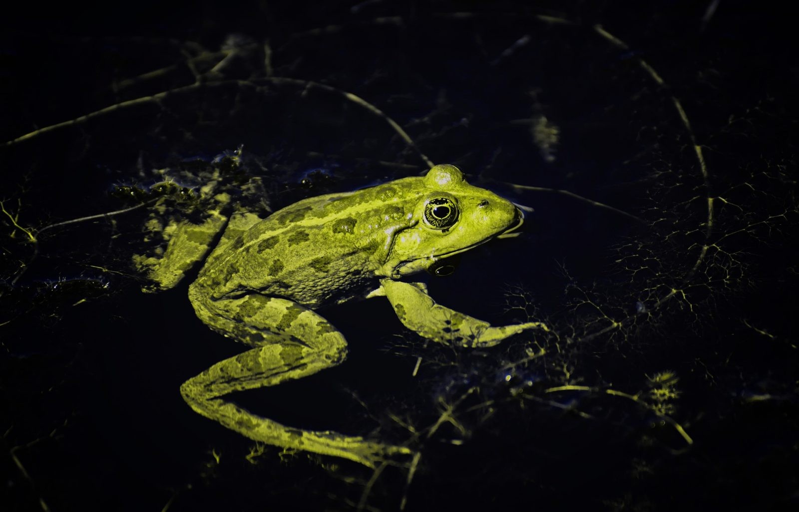 Żaby ze strefy wykluczenia nie są już takie zielone /Fot. Pixabay
