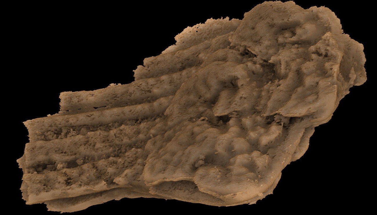 Najstarszy ludzki przodek wyposażony w szczęki. Czym jest ten gatunek?