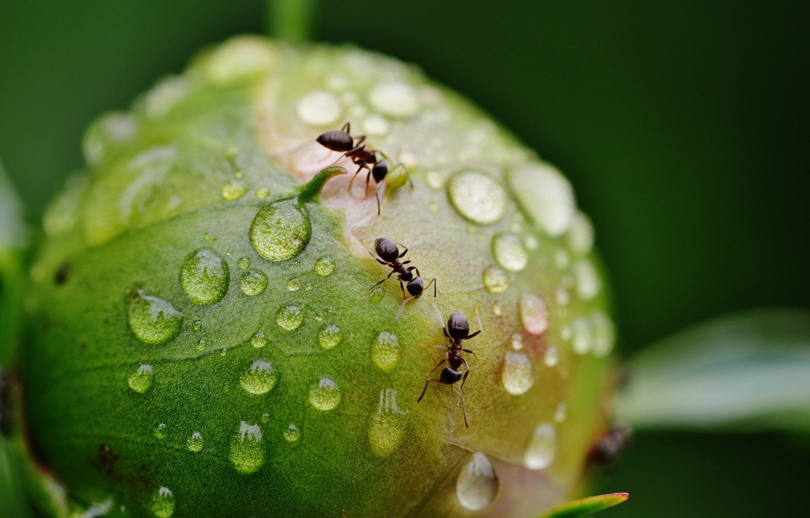 Mrówki to naprawdę fascynujące zwierzęta /Fot. Pixabay
