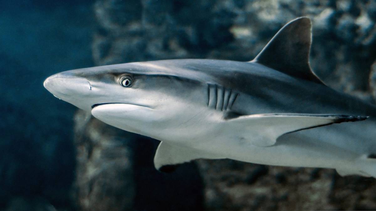 Czy z wód Australii wyłowiono nieznany nauce gatunek rekina? /Fot. Pixabay
