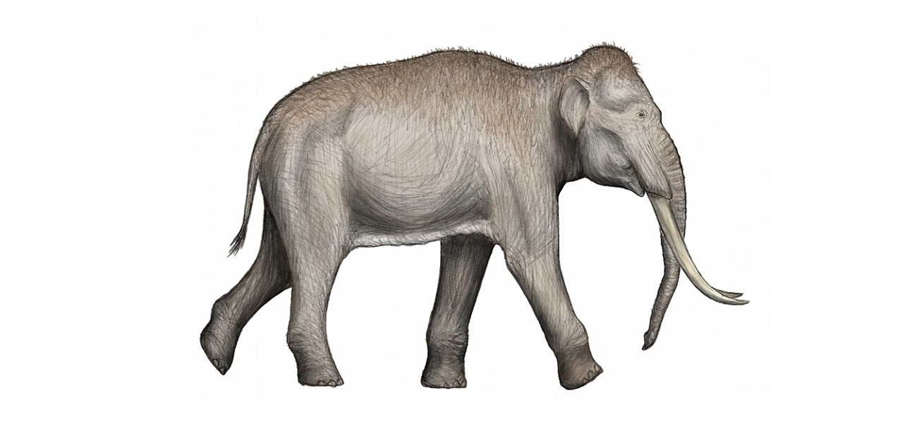 Słonie były dawniej dwukrotnie większe niż obecnie. Znaleziono cios jednego z tych olbrzymów