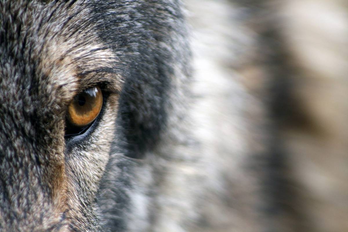 Ważne odkrycie dotyczące wilków &#8211; mogą przywiązywać się do ludzi /Fot. Pixabay
