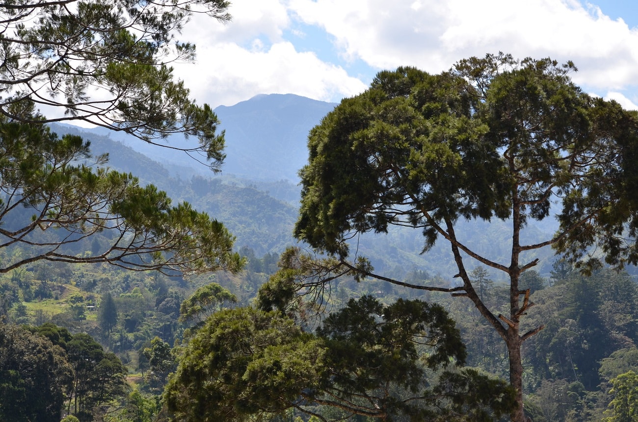 Miał cztery nogi i zamieszkiwał Ziemię dłużej niż sądzono. Ten kangur nie należał do zwyczajnych zwierząt