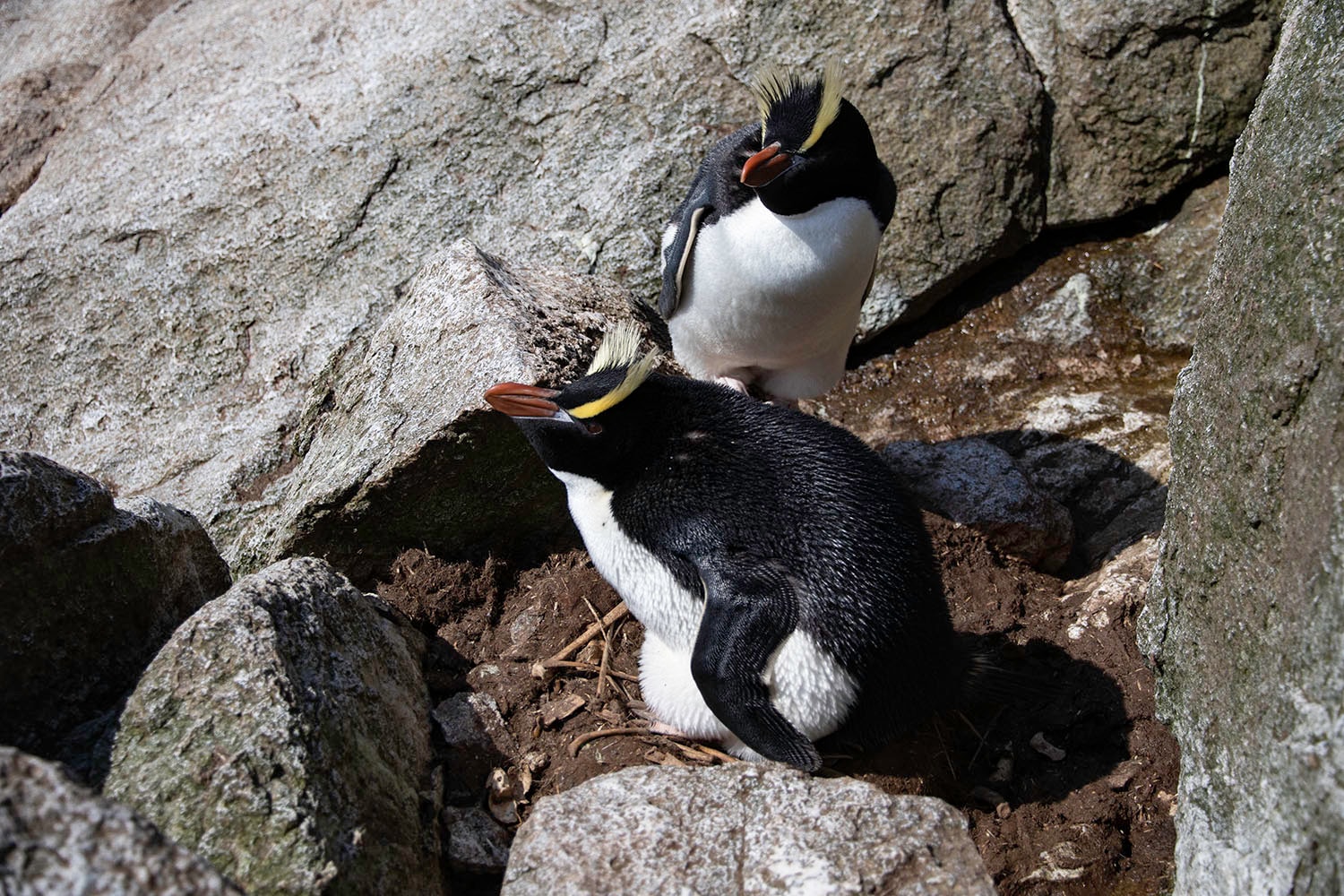 źródło: Wikimedia Commons, CC-BY-SA-4.0