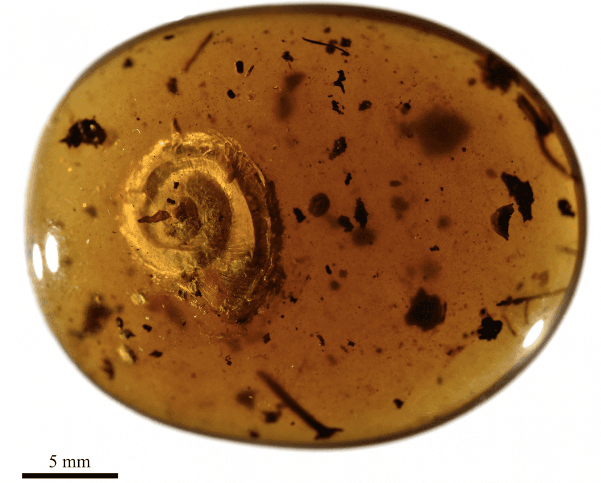 Archaeocyclotus brevivillosus
