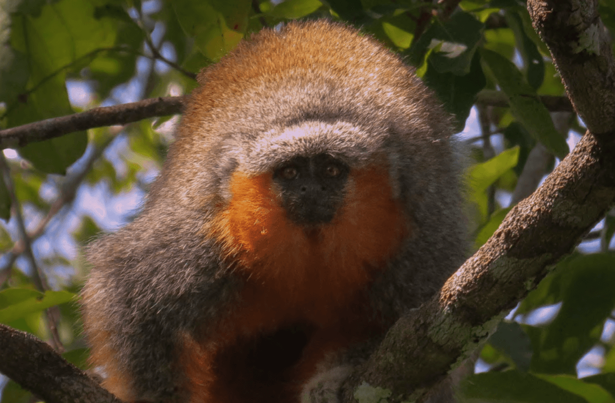 Titi z Mato Grosso /Fot. Primates in Peril
