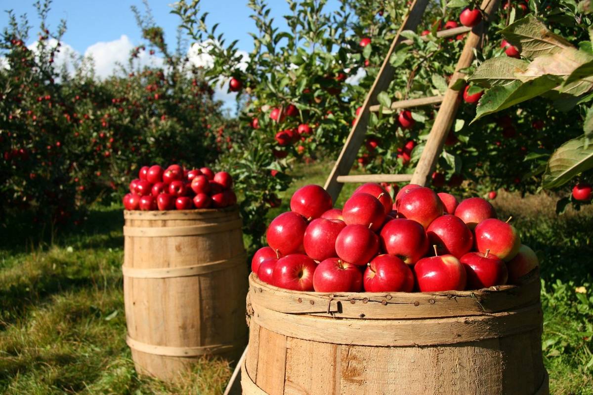 Warto jeść polskie jabłka /Fot. Pixabay
