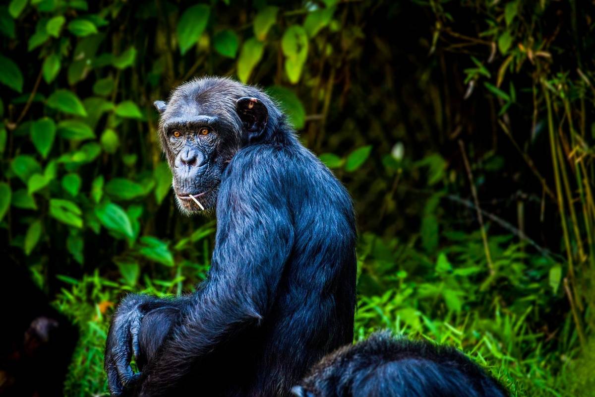 Nigdy wcześniej nie zaobserwowano, by szympansy i goryle łączyły się w grupy, choć podejrzewano to od dawna /Fot. Pixabay
