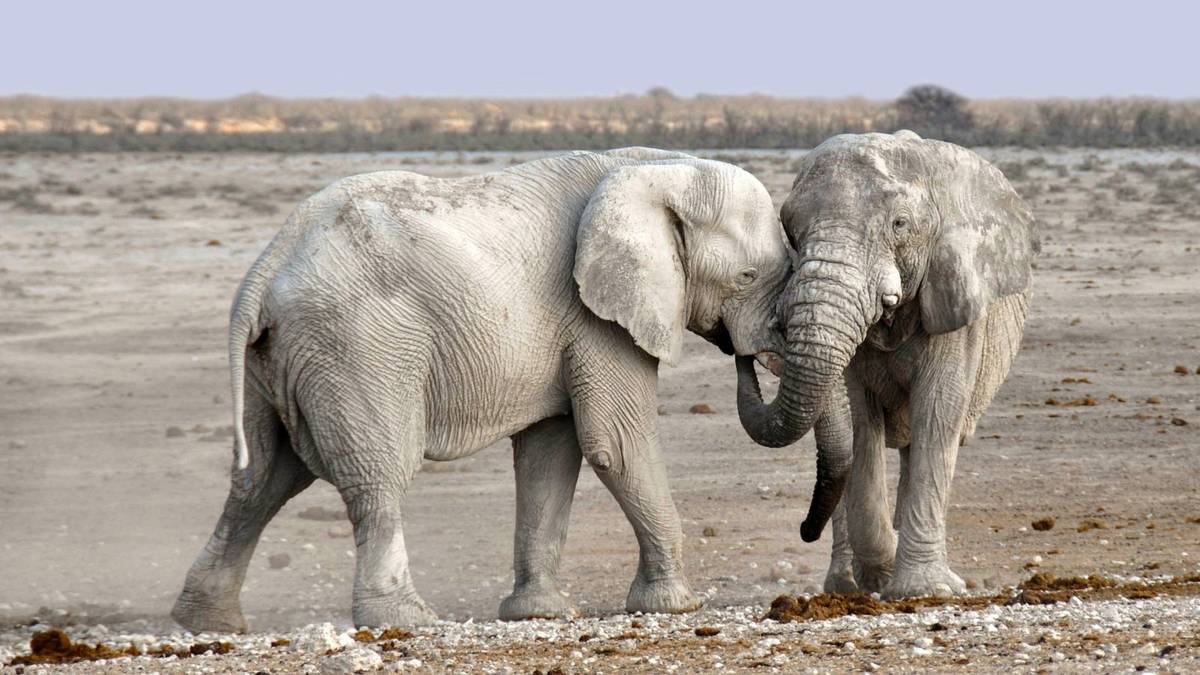 Trąba słonia jest jedyna w swoim rodzaju. Liczba neuronów zwala z nóg