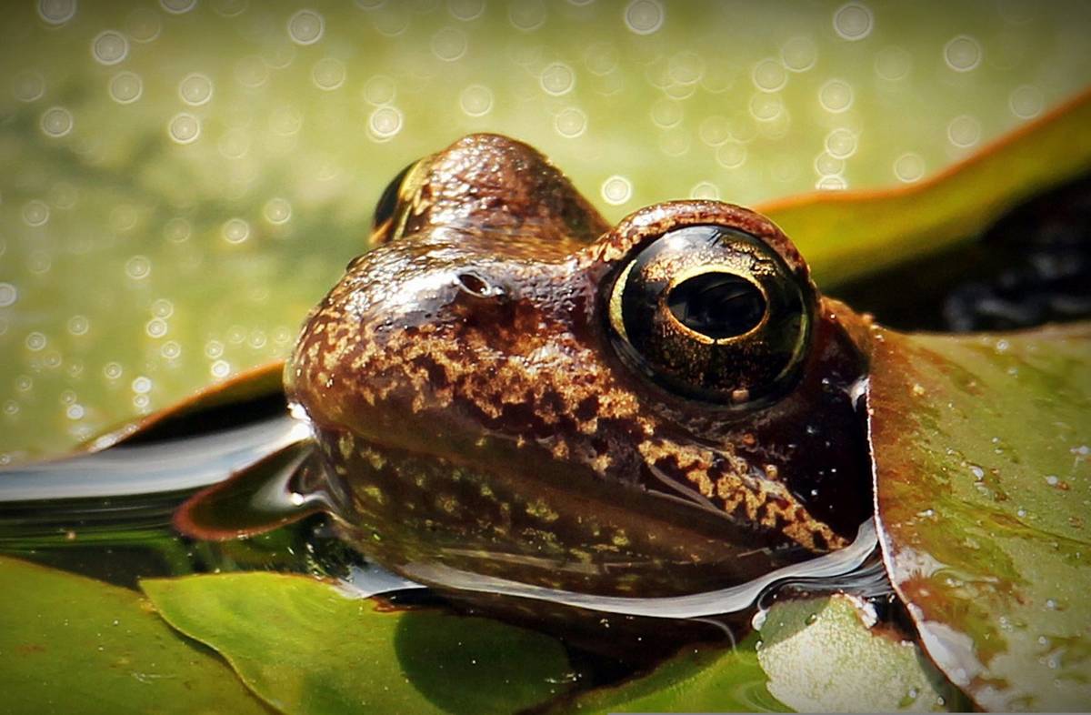 Żaby zaczęły walczyć z groźnym grzybem &#8211; coraz więcej gatunków wykształca odporność /Fot. Pixabay

