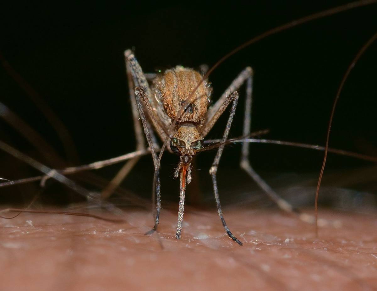 Komary zjadają same siebie. Nagranie ujawnia, że robią to w bardzo brutalny sposób