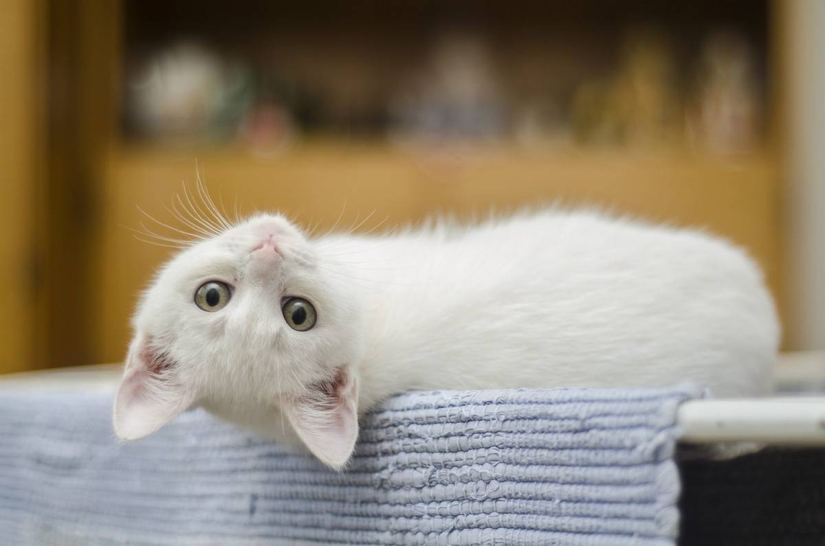 Koty odróżniają głos właścicieli od nieznajomych /Fot. Pixabay
