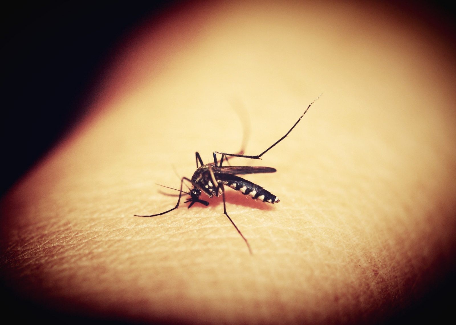 Niektórzy są prawdziwymi magnesami na komary /Fot. Pixabay
