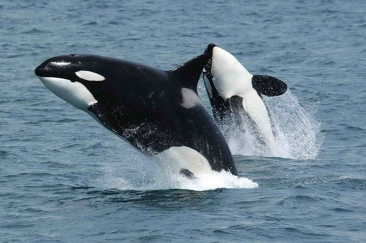 Oto pierwsze takie nagranie, na którym orki polują na dużego żarłacza białego!