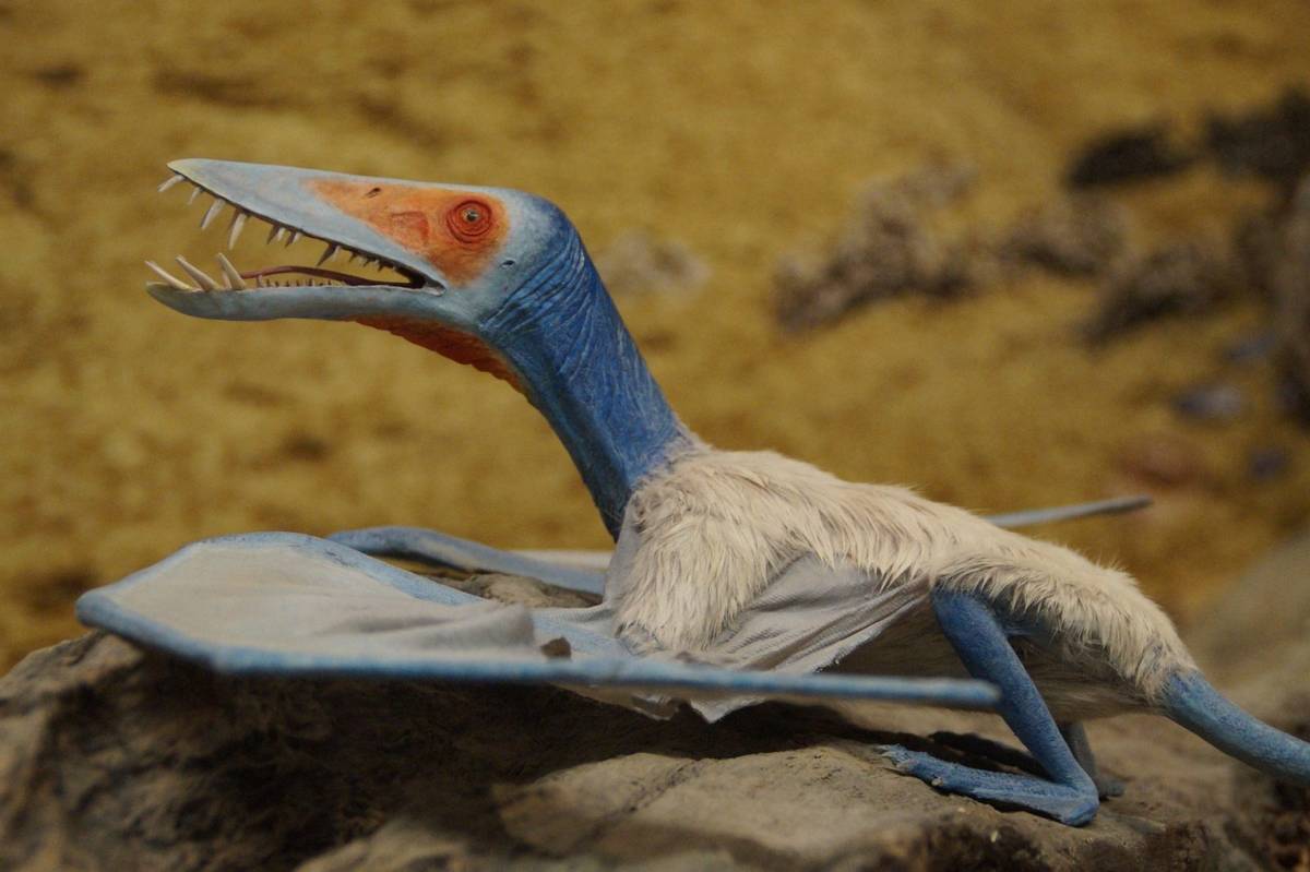Był wielkości sikorki, ale to od niego wyewoluowały pterozaury! Na prawdę czekaliśmy ponad 100 lat