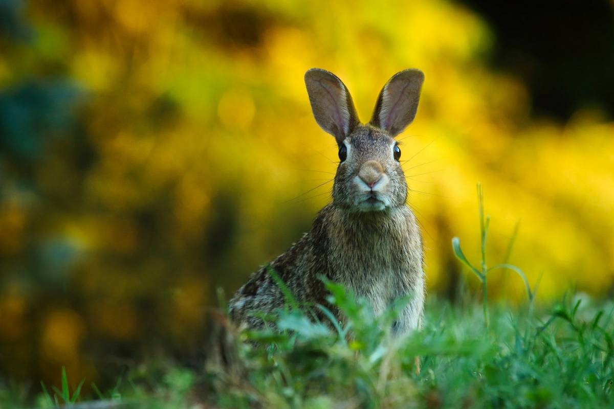 Wirus myxoma wciąż groźny wśród królików &#8211; w pewnym momencie zabijał nawet 99,8% zarażonych zwierząt /Fot. Pixabay
