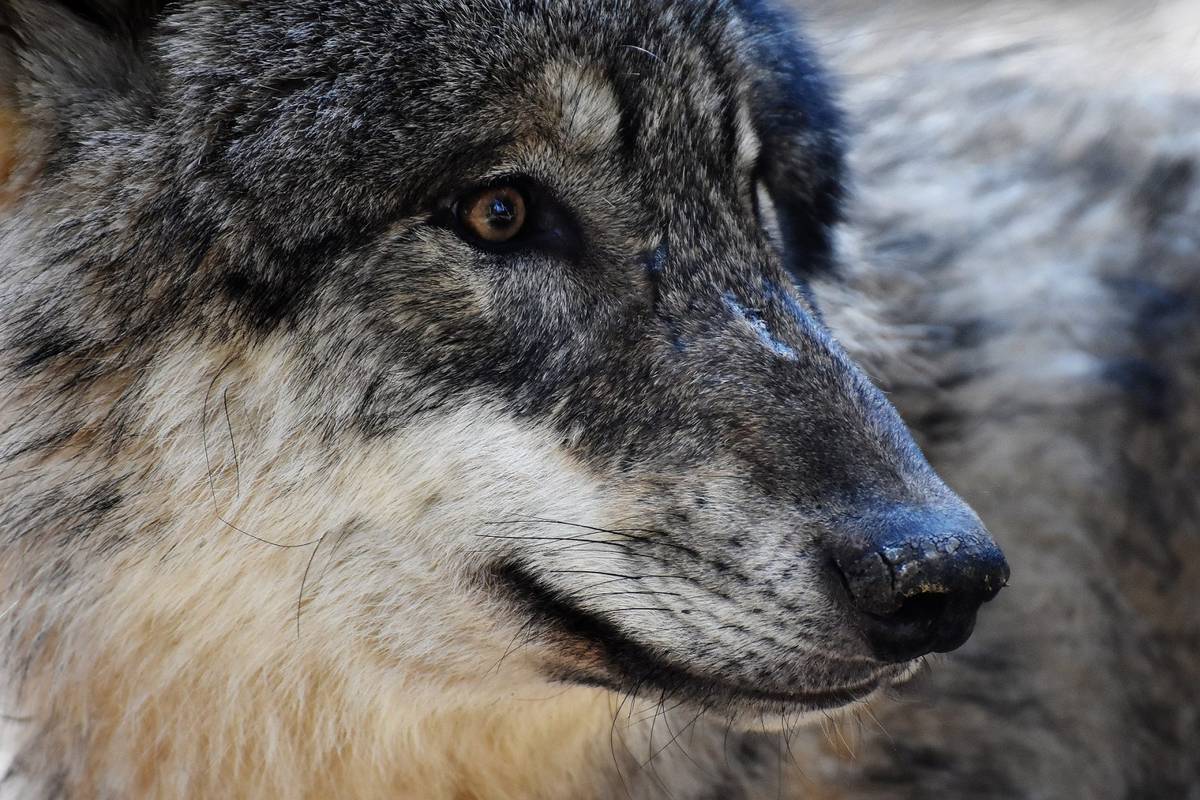 Nie wszystkie wilki są szare &#8211; w przyrodzie pojawia się coraz więcej osobników o czarnej sierści /Fot. Pixabay
