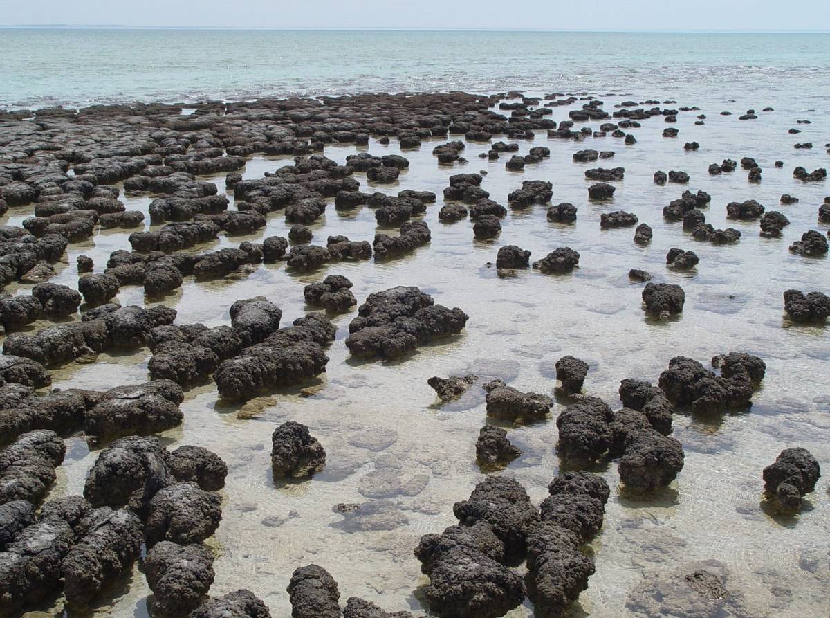 Współczesne stromatolity w Zatoce Rekina / źródło: Wikimedia Commons, CC BY-SA 3.0
