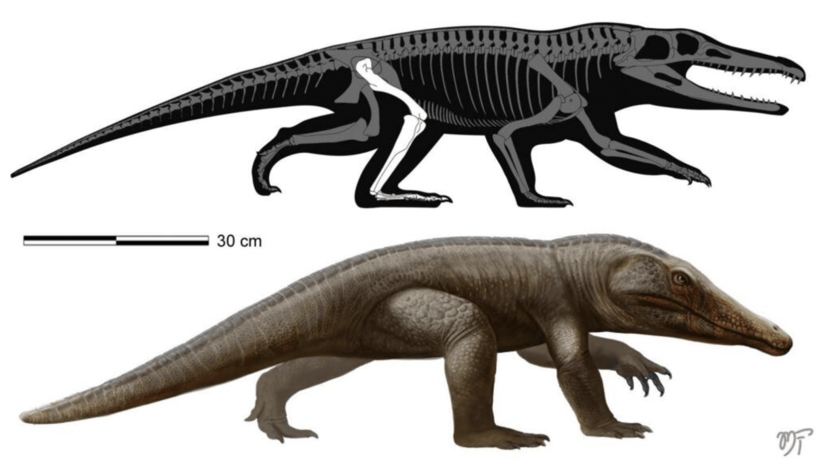 Stenoscelida aurantiacus