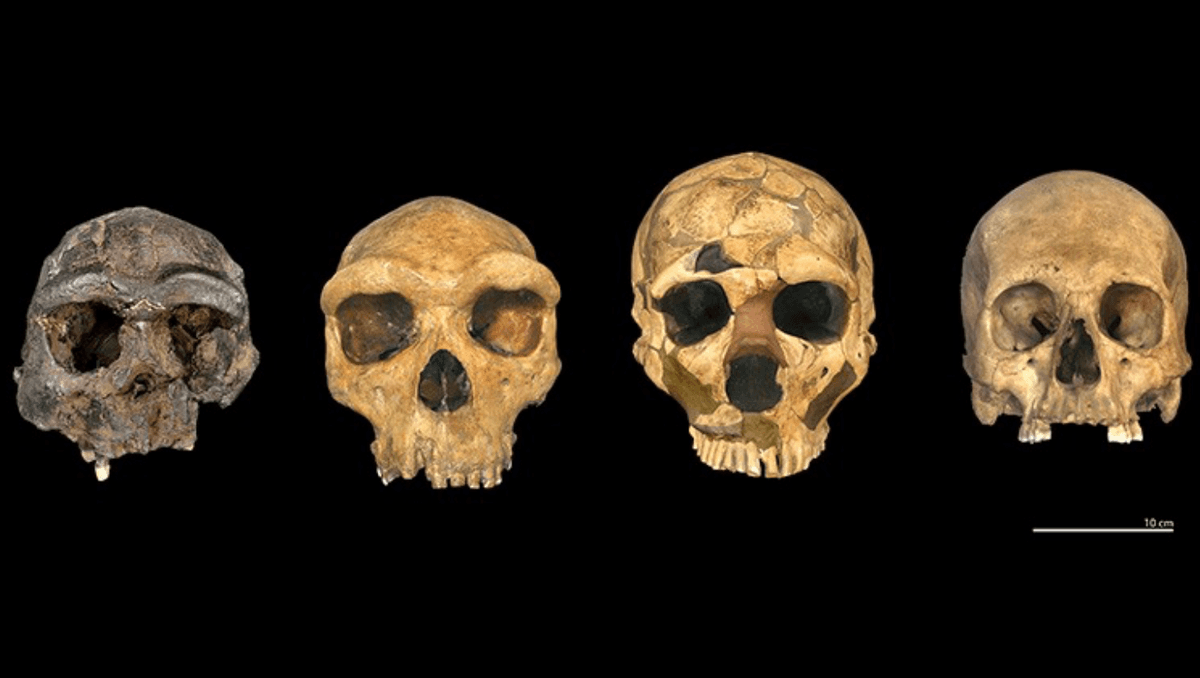 Cztery różne gatunki homininów (H. erectus, H. heidelbergensis, H. neanderthalensis, H. sapiens) /Fot. Natural History Museum
