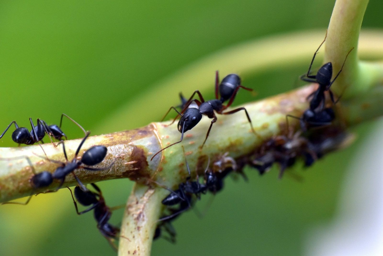 Te drapieżne mrówki znamy tylko z tropików. Okaz znad Bałtyku wywraca historię do góry nogami
