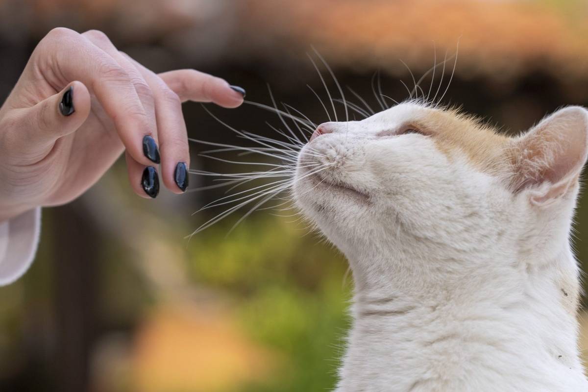 Alergię na kota uda się opanować? Powstała pomysłowa terapia /Fot. Pixabay
