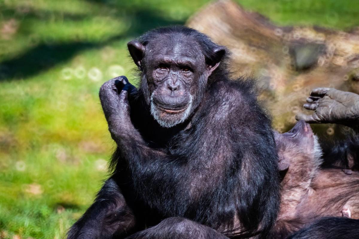 Szympansy zachowują się jak ludzie /Fot. Pixabay
