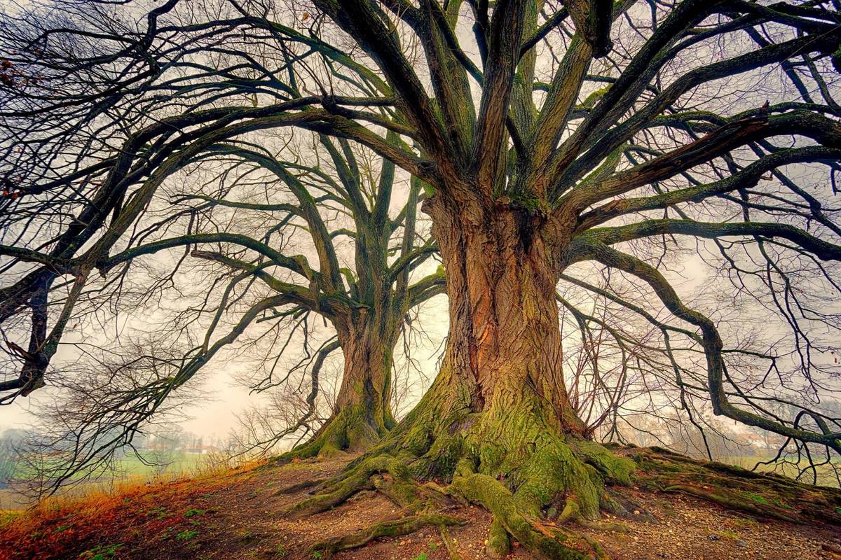Im starsze drzewo, tym lepszą ochronę zapewnia /Fot. Pixabay
