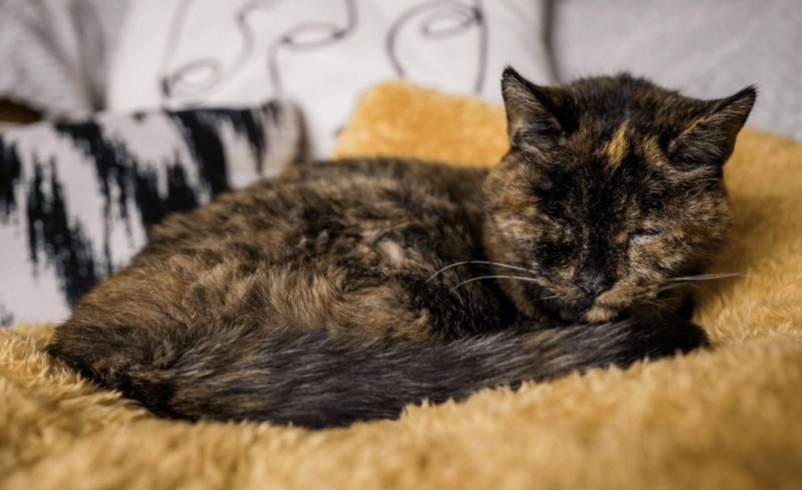 Flossie /Fot. Guinness World Records