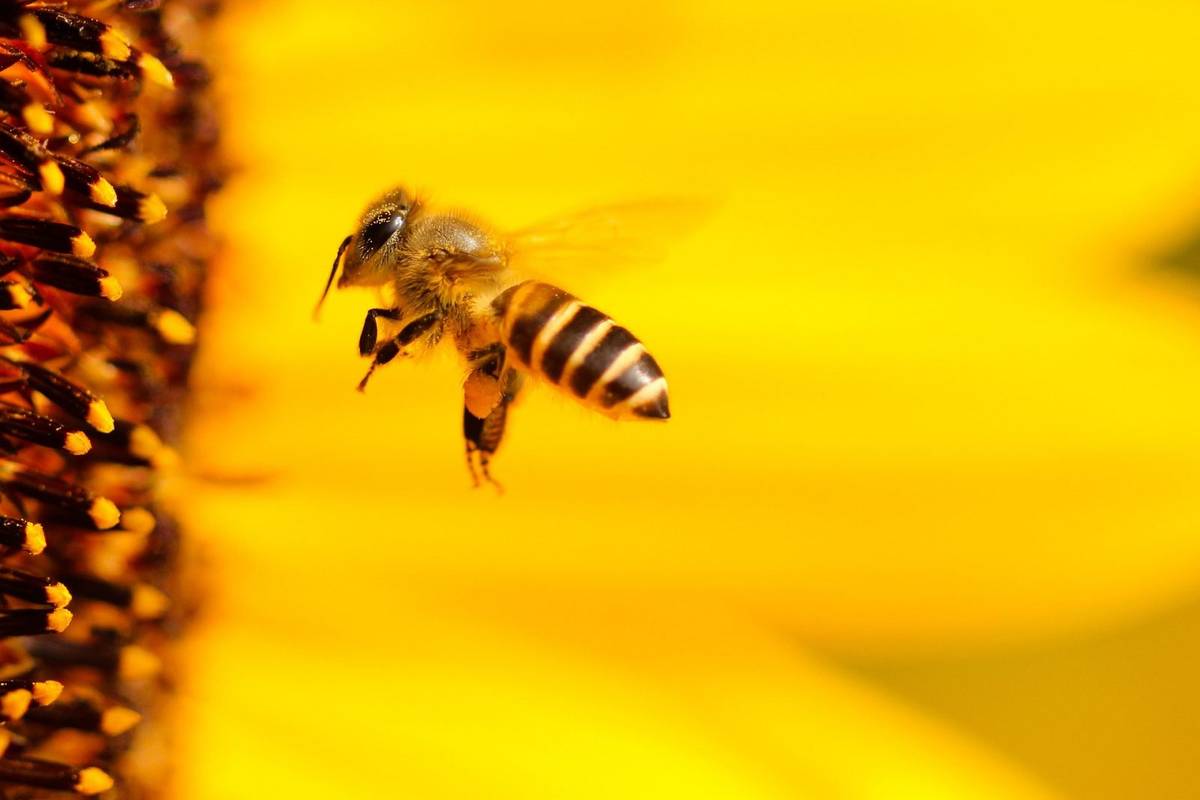Coś skraca żywotność pszczół miodnych &#8211; naukowcy nie mają pewności, co to takiego /Fot. Pixabay
