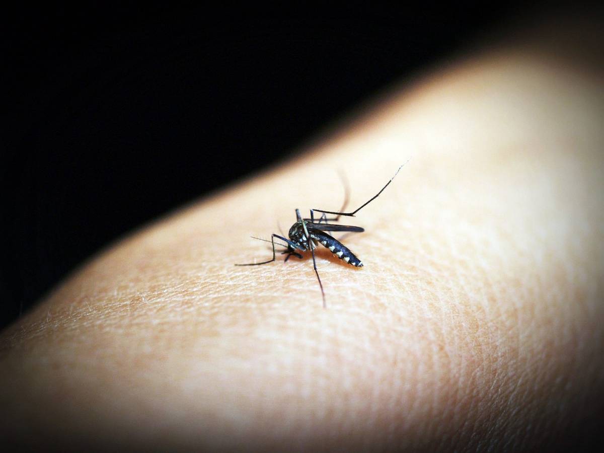Koniec z dokuczliwymi owadami? Powstało osobliwe mikro-urządzenie, które odstraszy je na zawsze