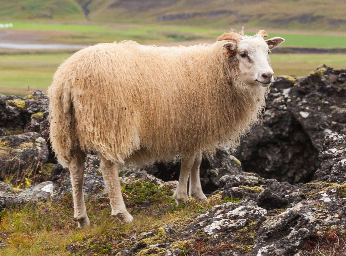 Owce ślepo podążają za innymi? Nowe badania pokazują, że to bardzo rozsądne zwierzęta