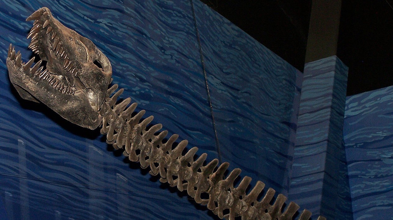 Rekonstrukcja czaszki i kręgosłupa szyjnego Elasmosaurus / źródło: Wikimedia Commons, CC-BY-SA 2.0
