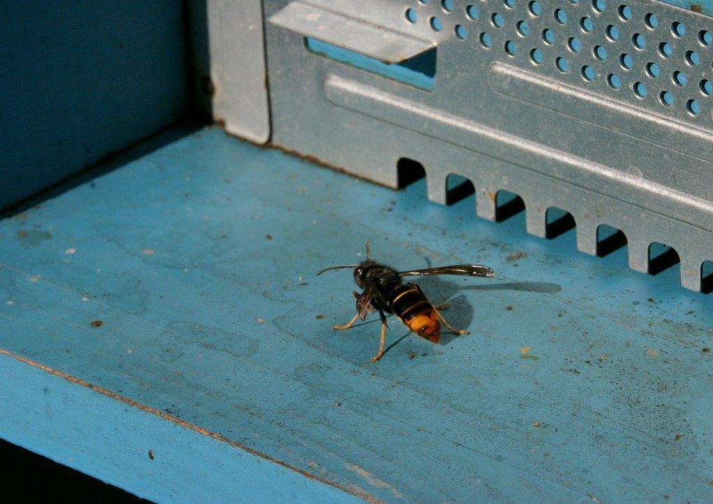 Vespa velutina /Fot. gdos.gov.pl