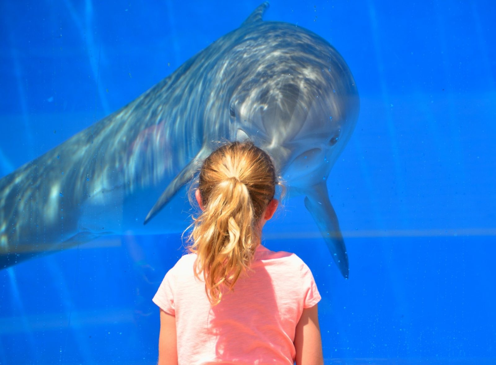 Delfiny mają więcej wspólnego z ludźmi, niż do tej pory nam się wydawało /Fot. Pixabay
