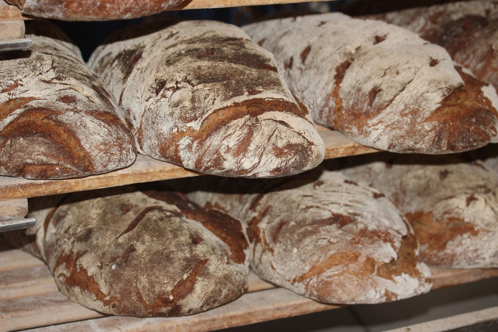 Bez drożdży nie będzie żadnego chleba. Organizmy te potrafią być jednak bezwzględne /Fot. Pixabay
