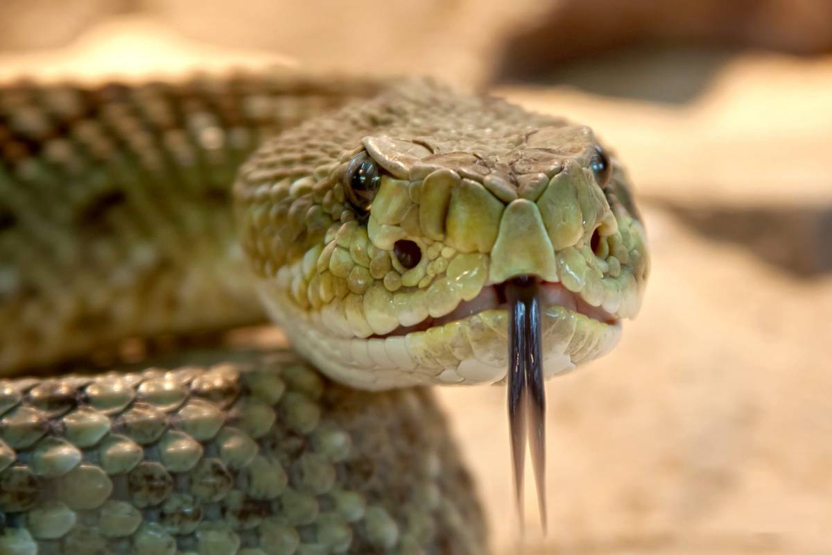 Węże też mają łechtaczkę &#8211; wykazały najnowsze badania /Fot. Pixabay
