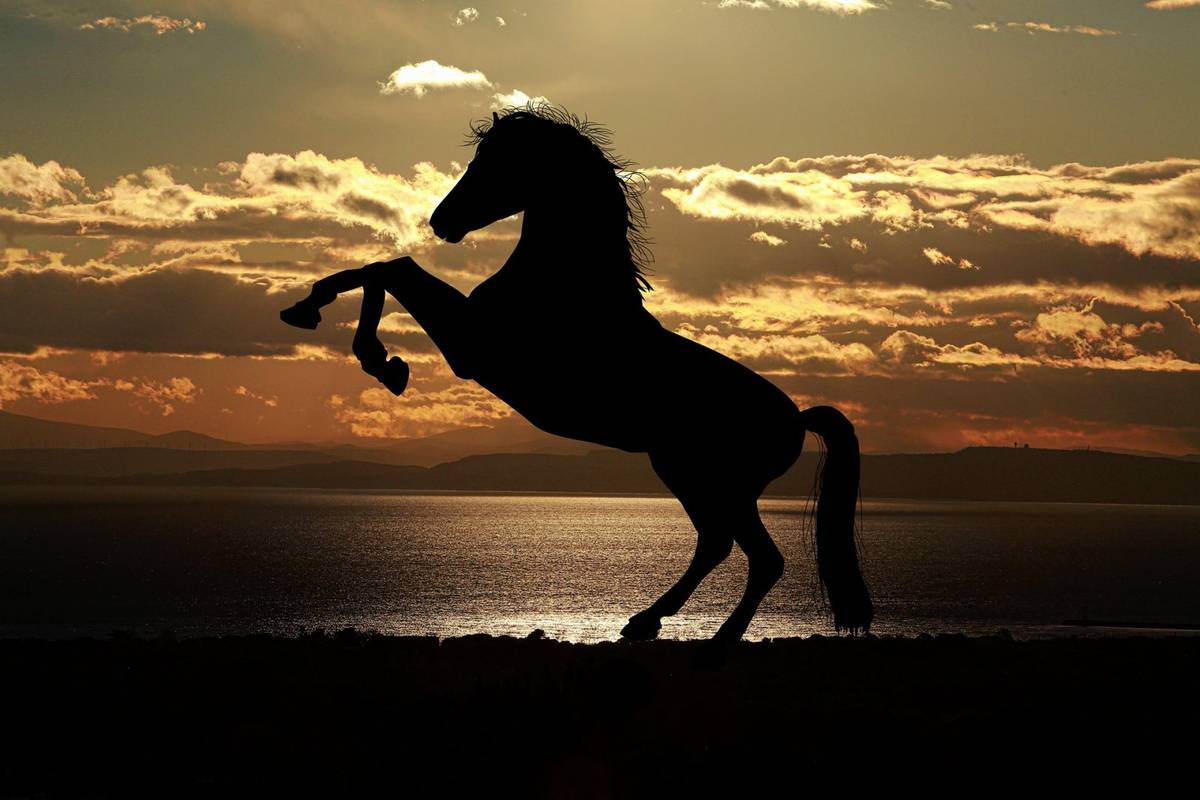 Koń może wytworzyć moc rzędu maksymalnie 15 KM. Czy to dużo? /Fot. Pixabay
