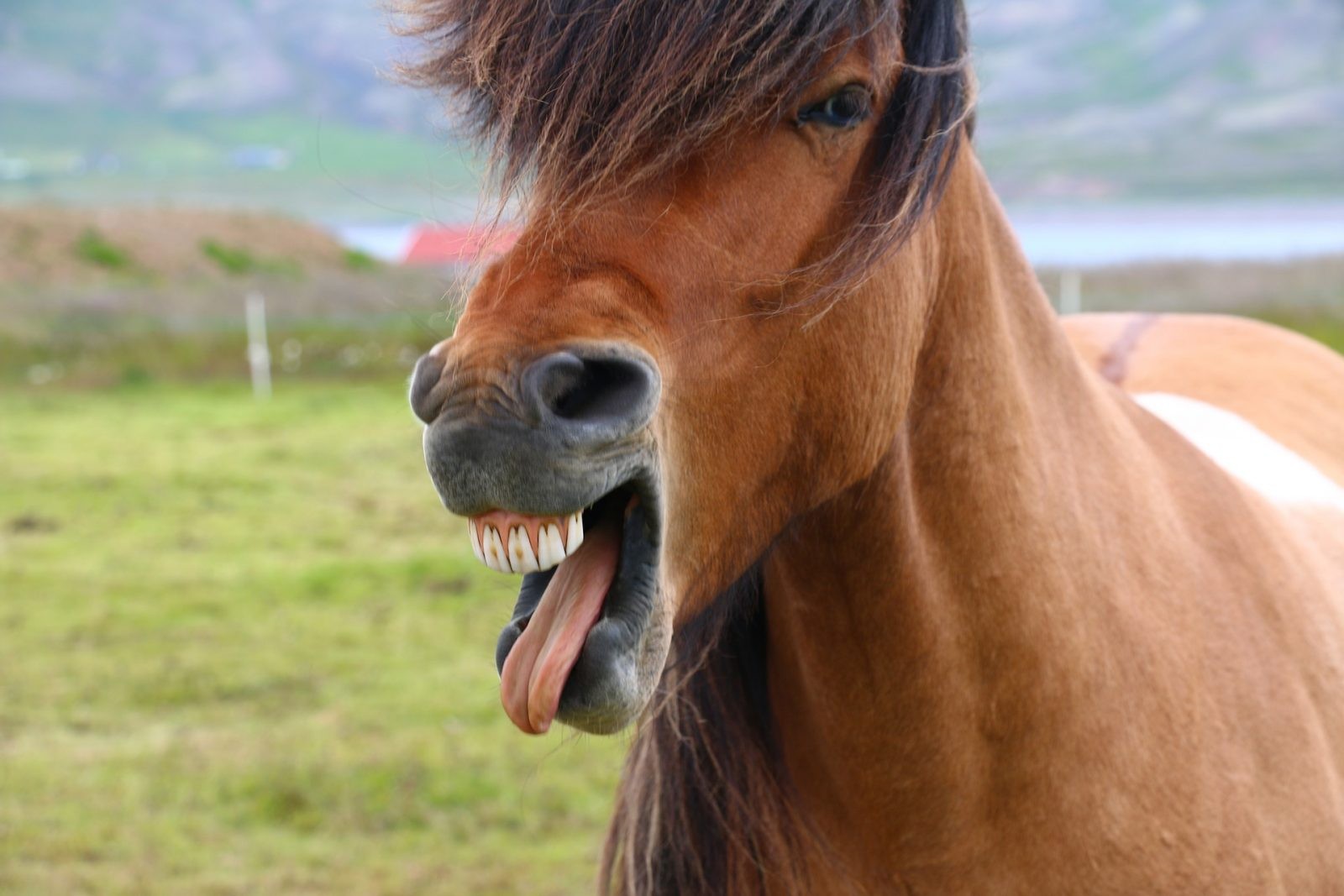 Konie nie potrafią wymiotować, bo nigdy tego nie potrzebowały /Fot. Pixabay
