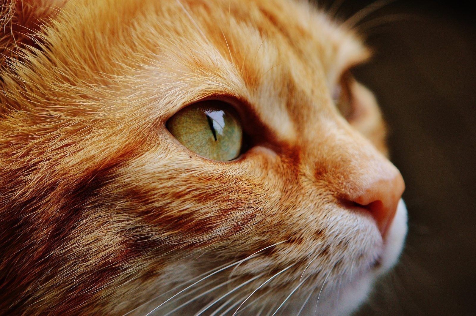 Koty to skomplikowane zwierzęta /Fot. Pixabay
