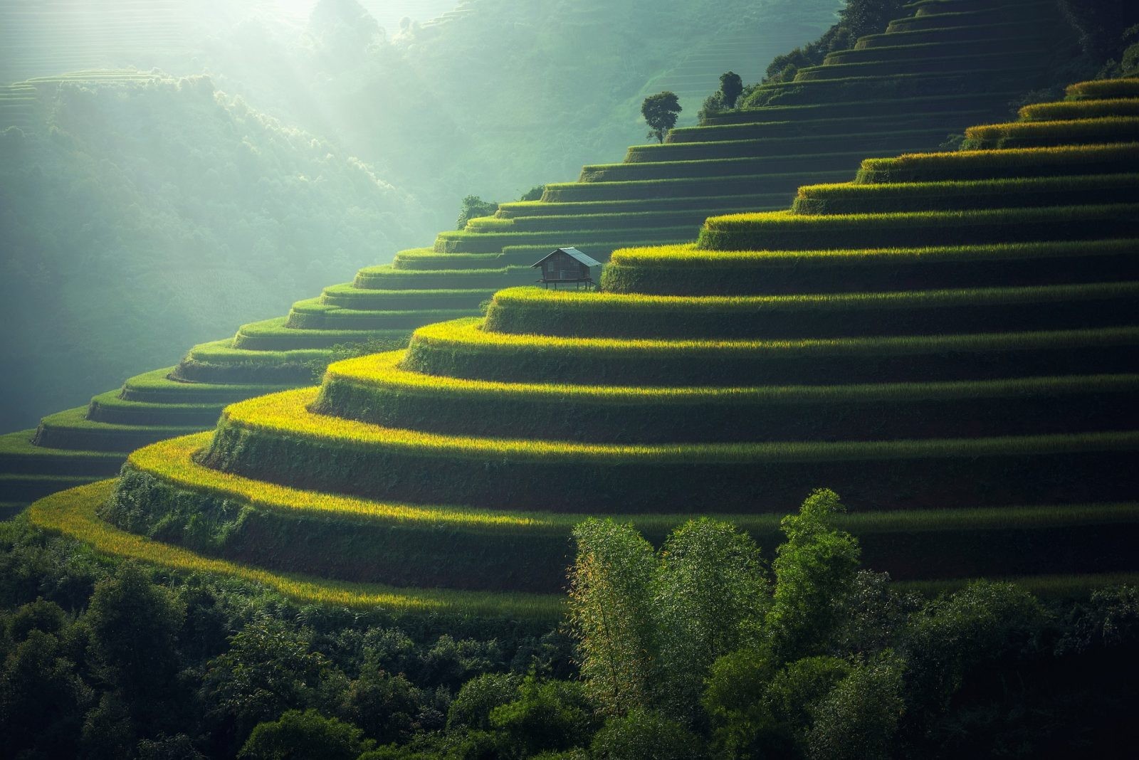 Plantacja ryżu w Tajlandii /Fot. Pixabay
