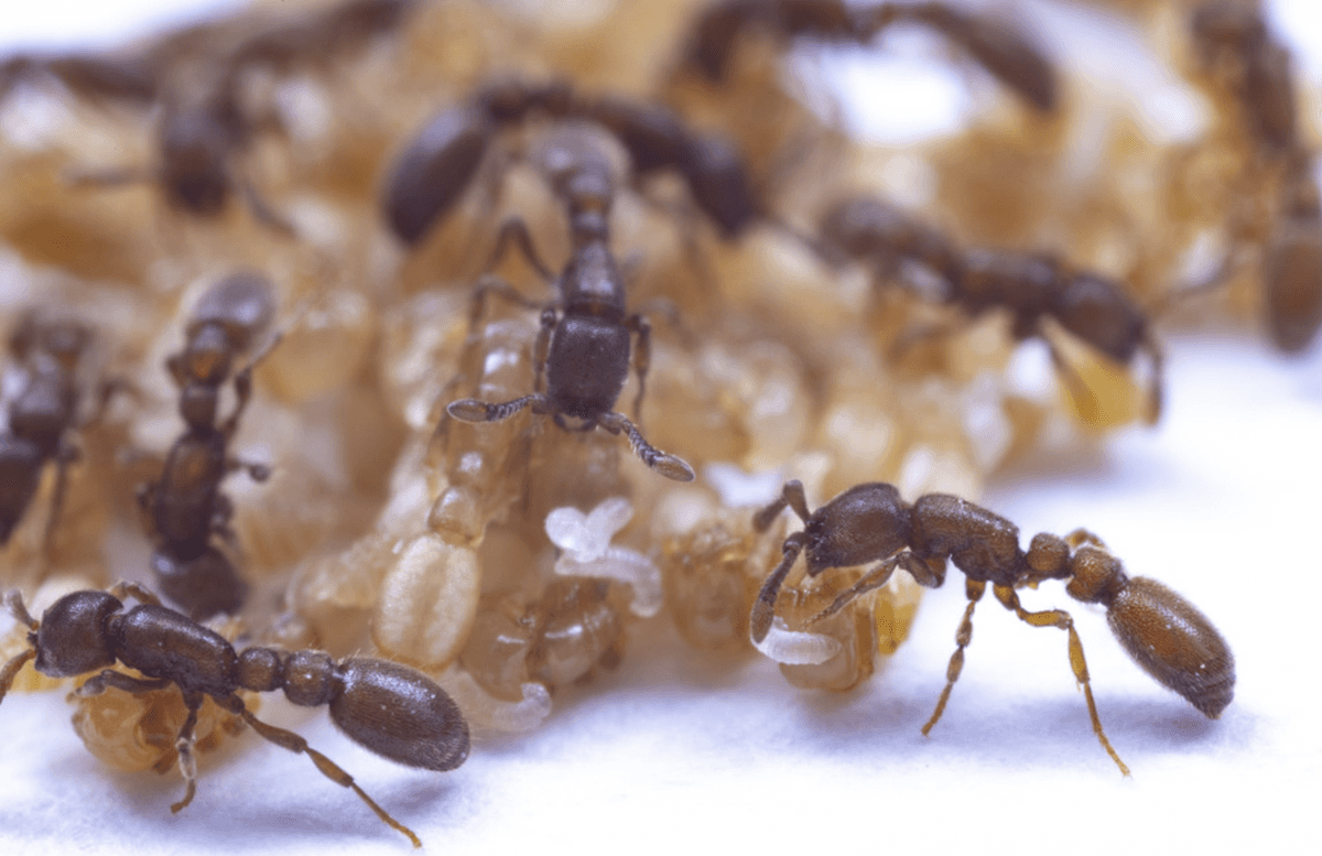 Poczwarki mrówek produkują specjalny płyn &#8211; dlaczego wcześniej o tym nie wiedzieliśmy? /Fot. Rockefeller University
