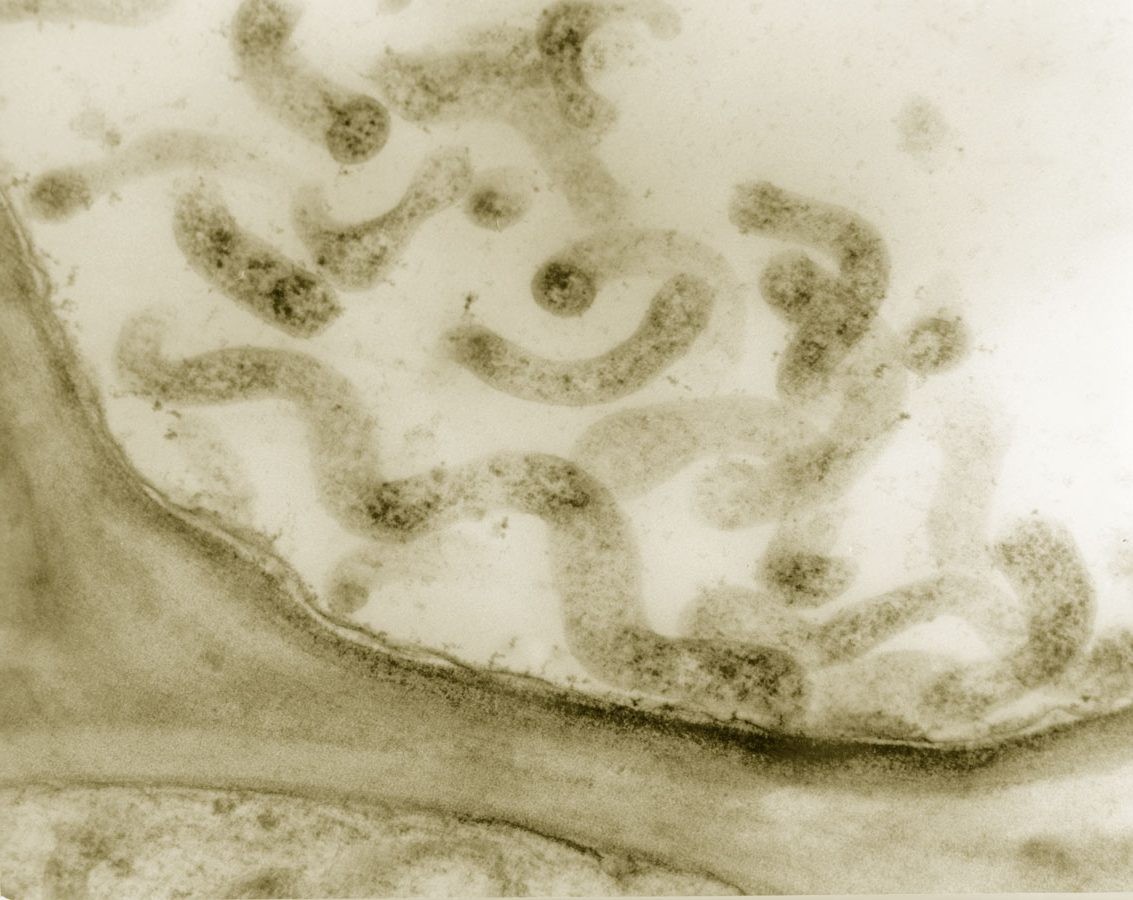 Bakterie Spiroplasma
