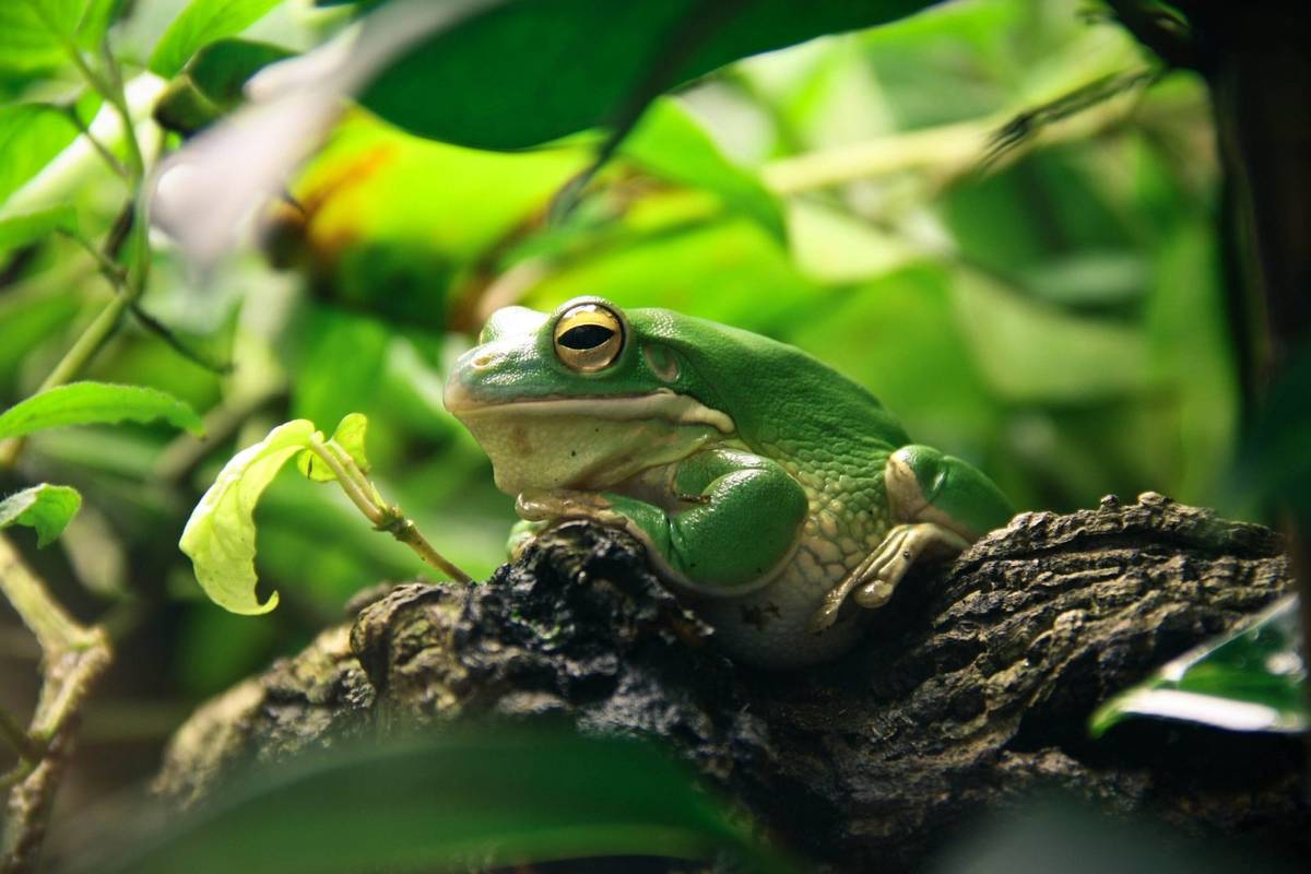 Nie jest łatwo znaleźć nowy gatunek żaby / zdjęcie ilustracyjne /Fot. Pixabay
