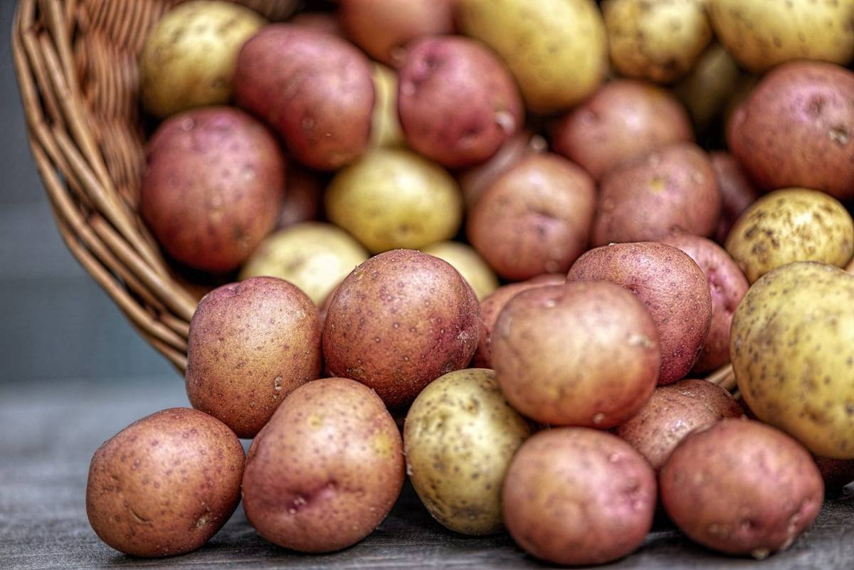 Powstaną nowe, lepsze odmiany ziemniaków? /Fot. Pixabay
