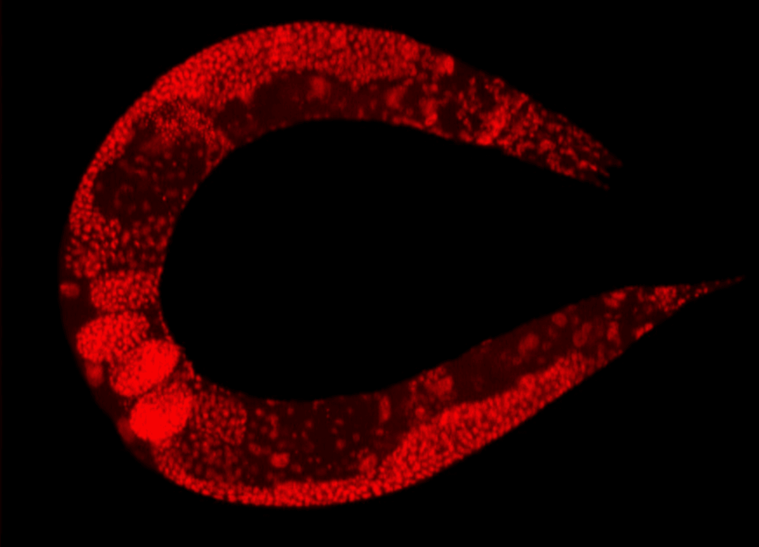 Caenorhabditis elegans
