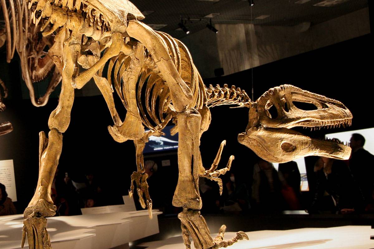 Dinozaury z Patagonii. Jak wyglądała ich sytuacja tuż przed wyginięciem?