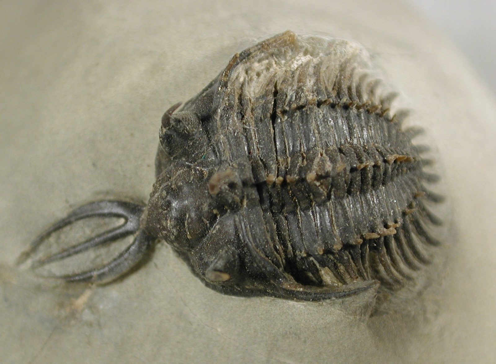 Przykładowy trylobit z rodzaju Williserops / źródło: Wikimedia Commons, CC-BY-SA-3.0