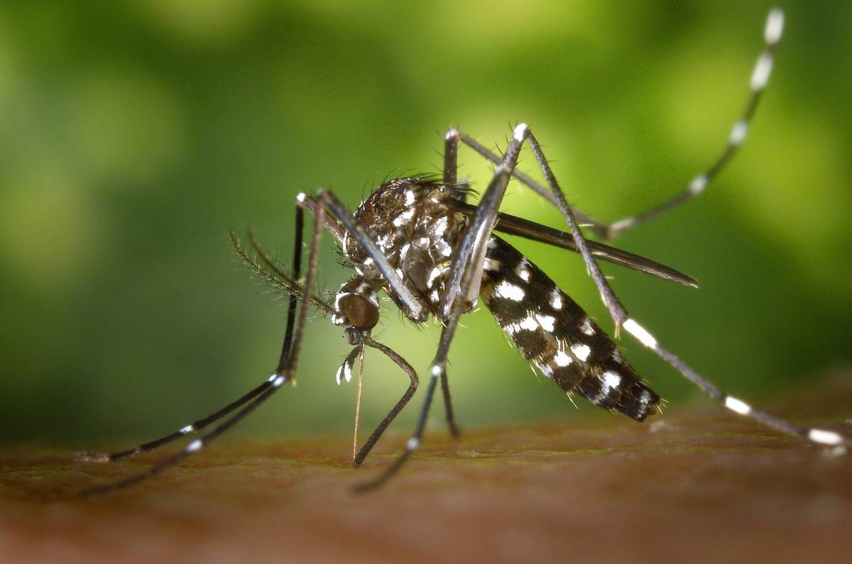 Komary stanowią prawdziwą plagę, a sposobów walki z nimi znamy niewiele. Dodatkowy oręż się przyda /Fot. Pixabay
