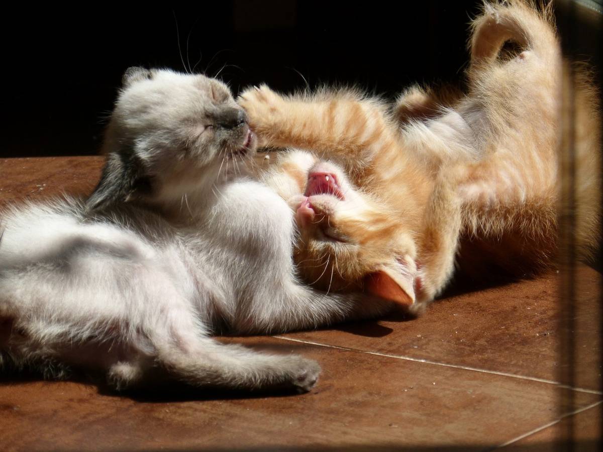 Koty uwielbiają się bawić, ale często przeobraża się to w walkę /Fot. Pixabay
